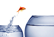 Dekoration: Ein Goldfisch springt von einem Wasserglas ins andere